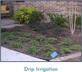 Drip Irrigation